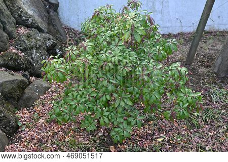 Japanese Andromeda Winter Buds. Ericaceae Evergreen Shrub And Poisonous Plant. It Bears White Pot-sh