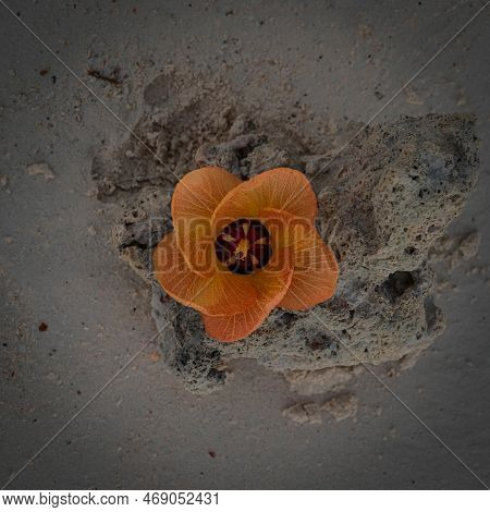 Orange Flower On A Bush In The Seychelles.