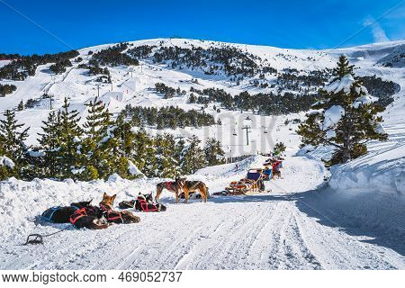 Groups Of Huskey In Many Dog Sleds, Waiting For A Ride, Ski Lifts, Snow Capped Mountains And Forest 