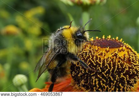 Natural Colorful Closeup On A White Tailed Bumble Bee, Bombus Lucorum , On An Orange Helenium Autumn
