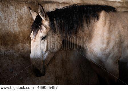 A Beautiful Portret Of Horse In The Stable