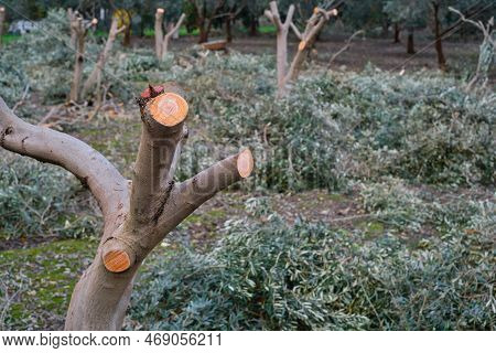 Pruning Of Olive Trees, Focus On Pruned Olive Trunk, Caring For Orchard And Plantation Fruit Trees, 