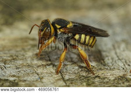Detailed Close Up Of One A Colorful Yellow Orange Mediterranean Carder Bee, Rhodanthidium Infuscatum