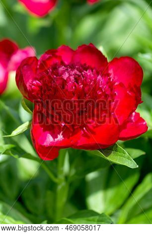 Red Peony Albiflora Officinalis Red Charm In The Garden