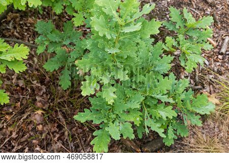 Branch Of The Young White Oak With Leaves Covered With Water Drops In Overcast Summer Morning, View 