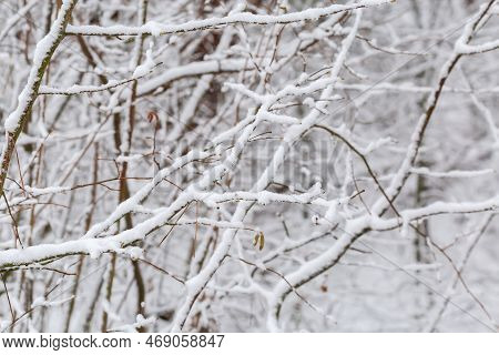Shrubs Covered With Freshly Fallen Fluffy Snow In Winter Forest After Snowfall In Overcast Day, Back