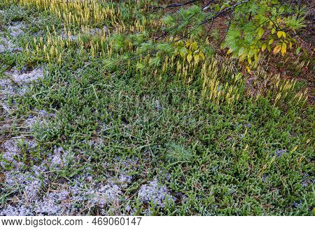 Moss And Lichen Grow Under The Edge Of A Pine Tree,  Hiawatha National Forest, Alger County, Michiga