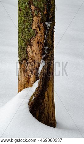 A Dead Tree Trunk Sheds Bark And Gathers Lichens And Snow In A Forest In Dupage County, Illinois