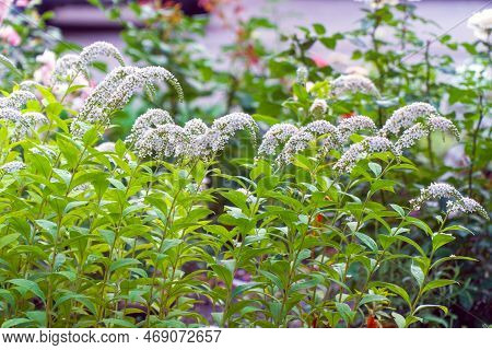 White Gooseneck Loosestrife Flowers Bloom In The Garden. Lysimachia Clethroides. Selective Focus