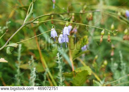 Blue Flowers Of The Forest Ladybells On A Natural Background. Adenophora Liliifolia