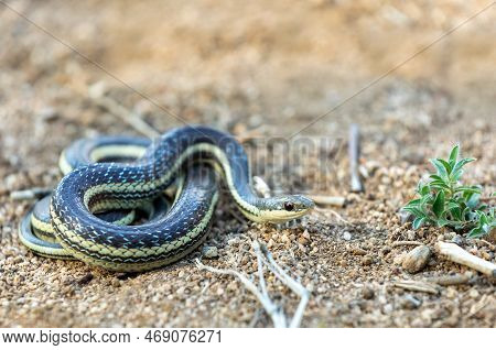Thamnosophis Lateralis, Commonly Known As The Lateral Water Snake, Is A Endemic Species Of Snake In 