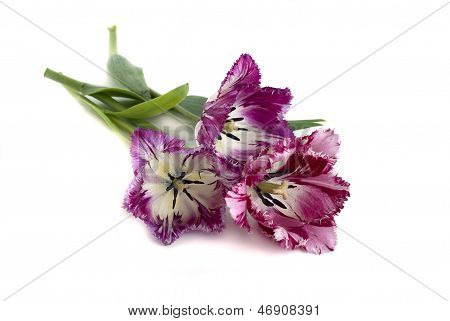Fringed Tulip