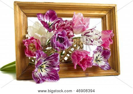 Bouquet Of Tulips In A Frame On A White Background