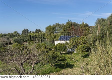 Rural Field Of Organic Orange Trees, Citrus Sinensis, With A Rural Hut With A Photovoltaic Panel To 