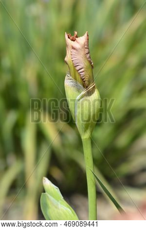 Intermediate Bearded Iris Lingering Flower Bud In The Spring