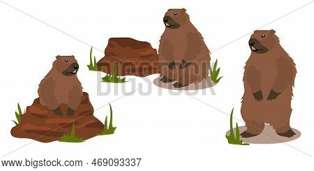 A Set Of Groundhogs For Groundhog Day With A Mink From Which He Got Out. A Harbinger Of Spring. A Fe