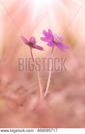 Pink Flowers Hepatica In Close-up With Blur Background
