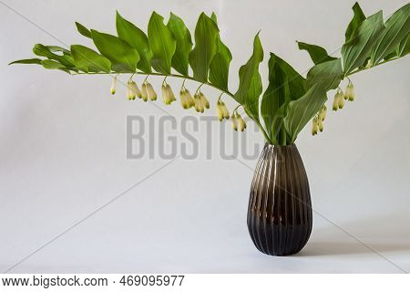 Solomon's Seal (polygonatum Multiflorum) In A Vase. Bouquet Of  Spring Flowers. Romantic Gift. Neutr