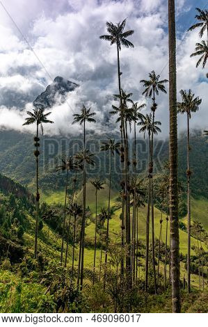 Cocora Palm Valley In Colombia In South America