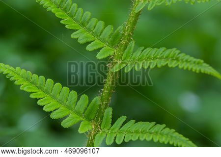 Dryopteris Carthusiana Is A Species Of Herbaceous Plants Of The Dryopteridaceae Family, Common In Te