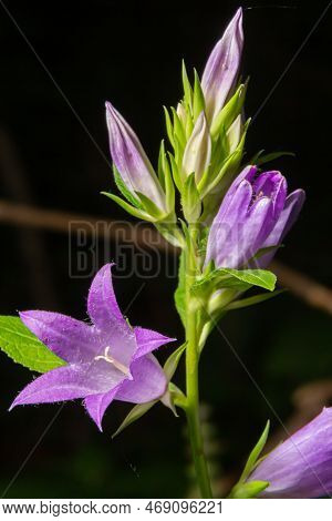 Close-up Of Flowering Nettle-leaved Bellflower On Dark Blurry Natural Background. Campanula Tracheli