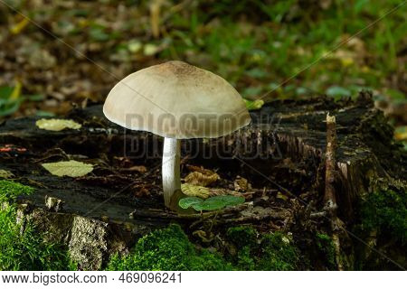 Volvariella Gloiocephala Is Alsno Known As Big Sheath Mushroom, Rose-gilled Grisette Or Stubble Rose