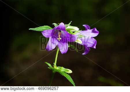 Close-up Of Flowering Nettle-leaved Bellflower On Dark Blurry Natural Background. Campanula Tracheli