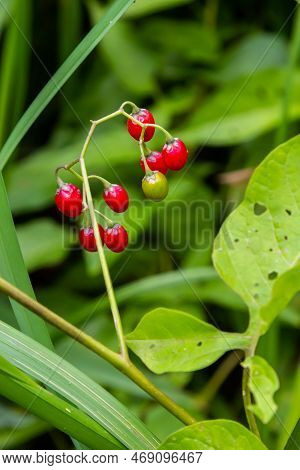 Red Berries Of Woody Nightshade, Also Known As Bittersweet, Solanum Dulcamara Seen In August.