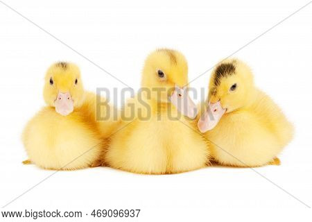 Three Mulards On A White Background, Newborn Ducklings.