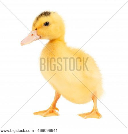 Yellow Duckling On A White Background, Close-up.