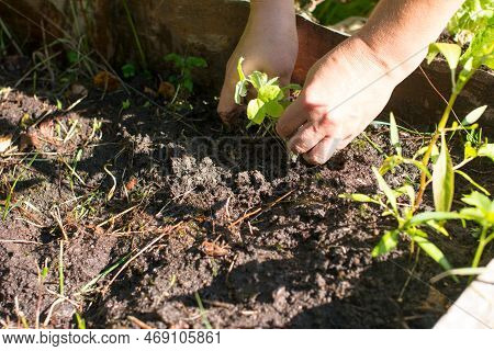 A Woman Weeds A Bed Of Weeds. Gardening In The Village
