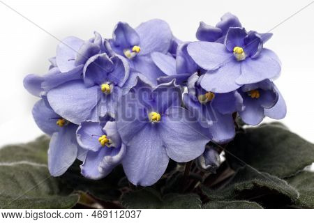 Uzambar Violet, Close-up Senpolia. Home Flowers, Hobbies.