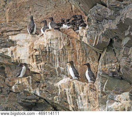 Brunnich's Guillemot Colony On Seaside Cliffs In The Svalbard Islands In Norway