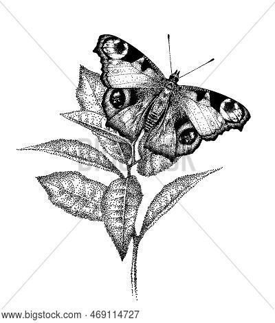 One Butterfly Aglais Io On Flower. Peacocks Eye On Plant Leaves. Inachis Io. Beautiful Insect In Gar