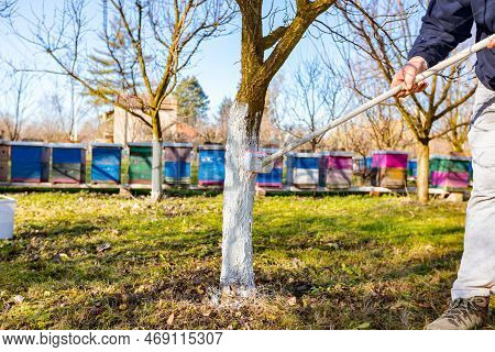 Farmer Use Brush, Whitewashing Fruit Trunk As Method Of Heat Protection Of Sun, Slows Down Vegetatio
