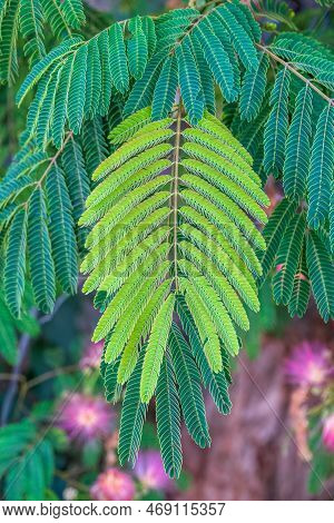 Close Up Of Mimosa Tree Leaves And Leaflets. Albizia Julibrissin Tree Flower,