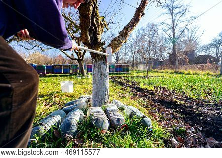 Farmer Use Brush, Whitewashing Fruit Trunk As Method Of Heat Protection Of Sun, Slows Down Vegetatio