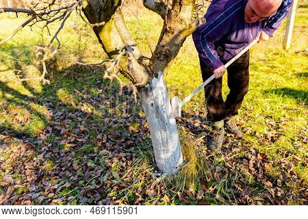 Farmer Use Brush, Whitewashing Fruit Trunk As Method Of Heat Protection Of Sun, Slows Down Vegetatio