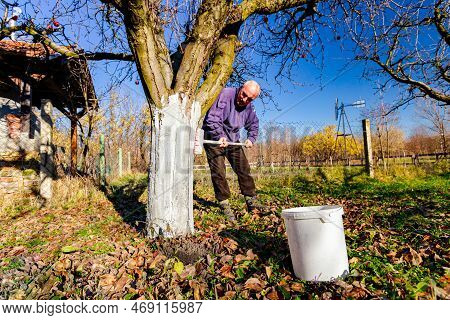 Farmer Use Brush, Whitewashing Fruit Trunk As Method Of Heat Protection Of Sun, Slows Down Vegetatio