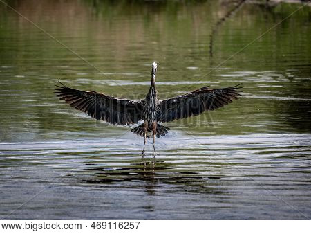 A Great Blue Heron About To Land In A River With Wings Extended