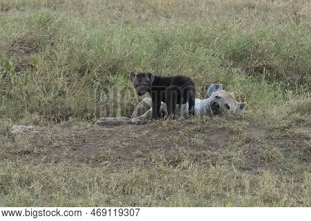 A Hyena Mother And Her Cub, Next To Their Den In The Tanzanian Savanna.