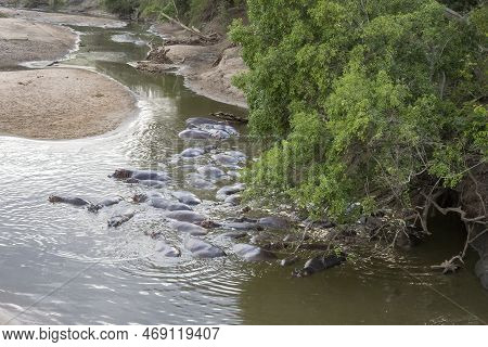 A Bloat Of Hippopotami Semi Submerged In A River At Dusk, In The Serengeti Nature Reserve, Tanzania.
