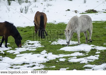 Indigenous Horses From The North Of Portugal Called Garranos Grazing In A Snowy Meadow