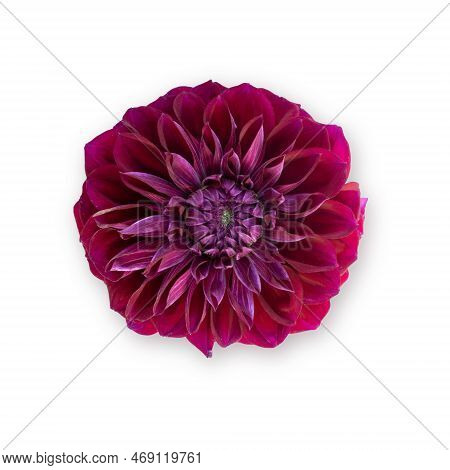 Bordeaux Dahlia Flower Isolated On White Background. Fresh Flowers. Flower Blossom.
