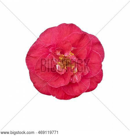 Red Camellia Flower Var. Black Lace Isolated On White Background. Red Camellia Japonica Blossom In F