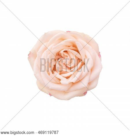 Single Orange Rose Isolated On White Background. Peach Rose Flower