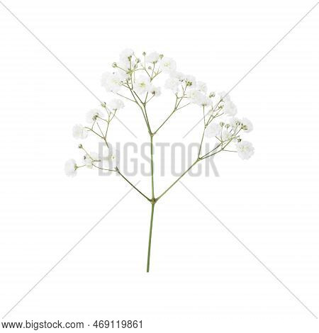 Closeup Of Small White Gypsophila Flowers Isolated On White