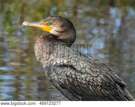 Double-crested Cormorant In The Lake Apopka Wildlife Refuge