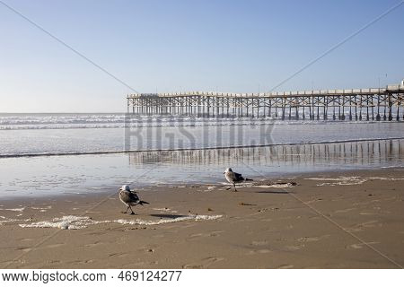 Seagals Walking On The Sand Near Crystal Pier In Pacific Beach, San Diego With The Ocean View And Cl