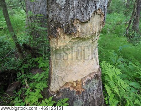 A Tree Gnawed By A Beaver. Damaged Bark And Wood. The Work Of A Beaver For The Construction Of A Dam